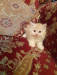 Pure persian cat